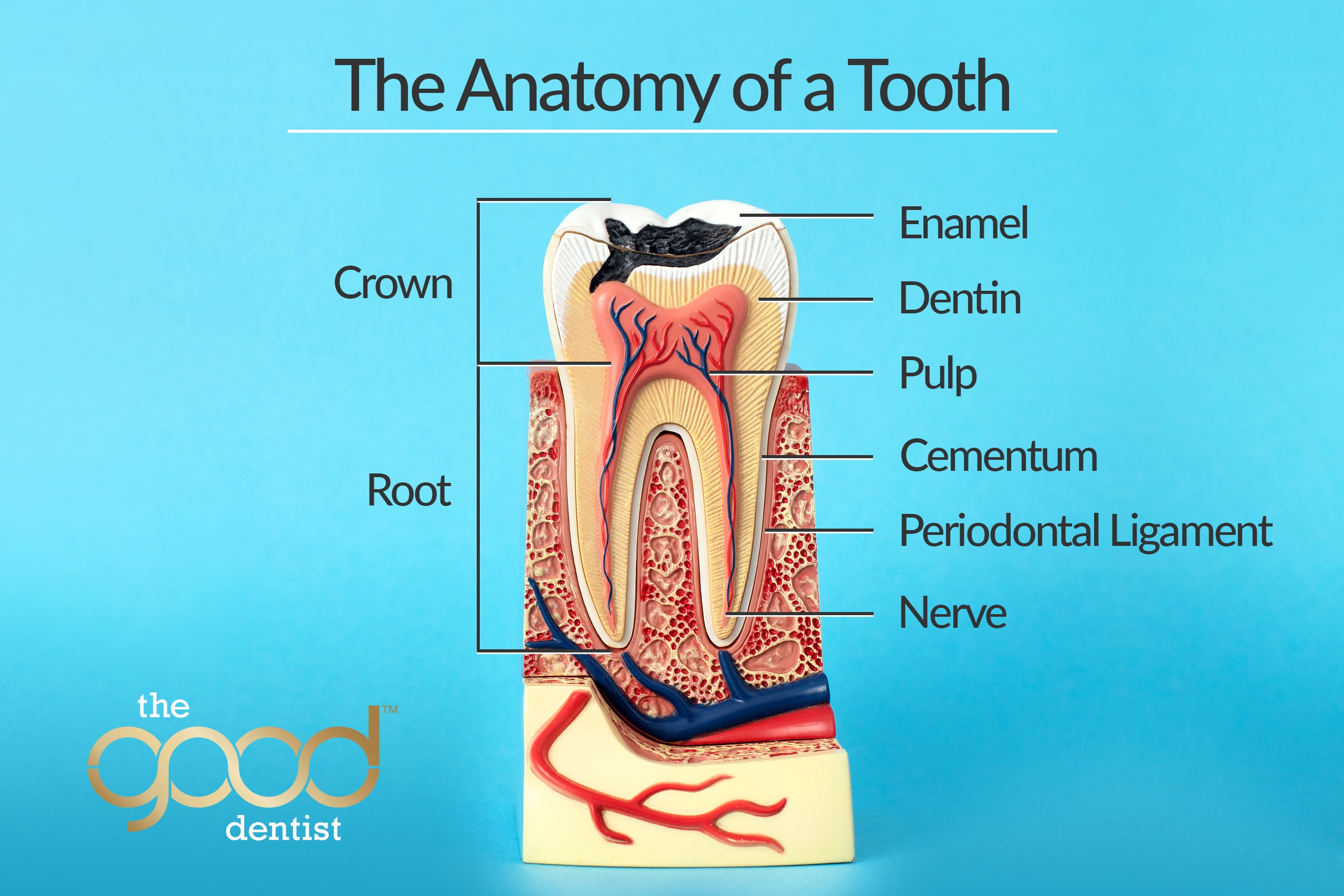 Anatomy-of-a-tooth